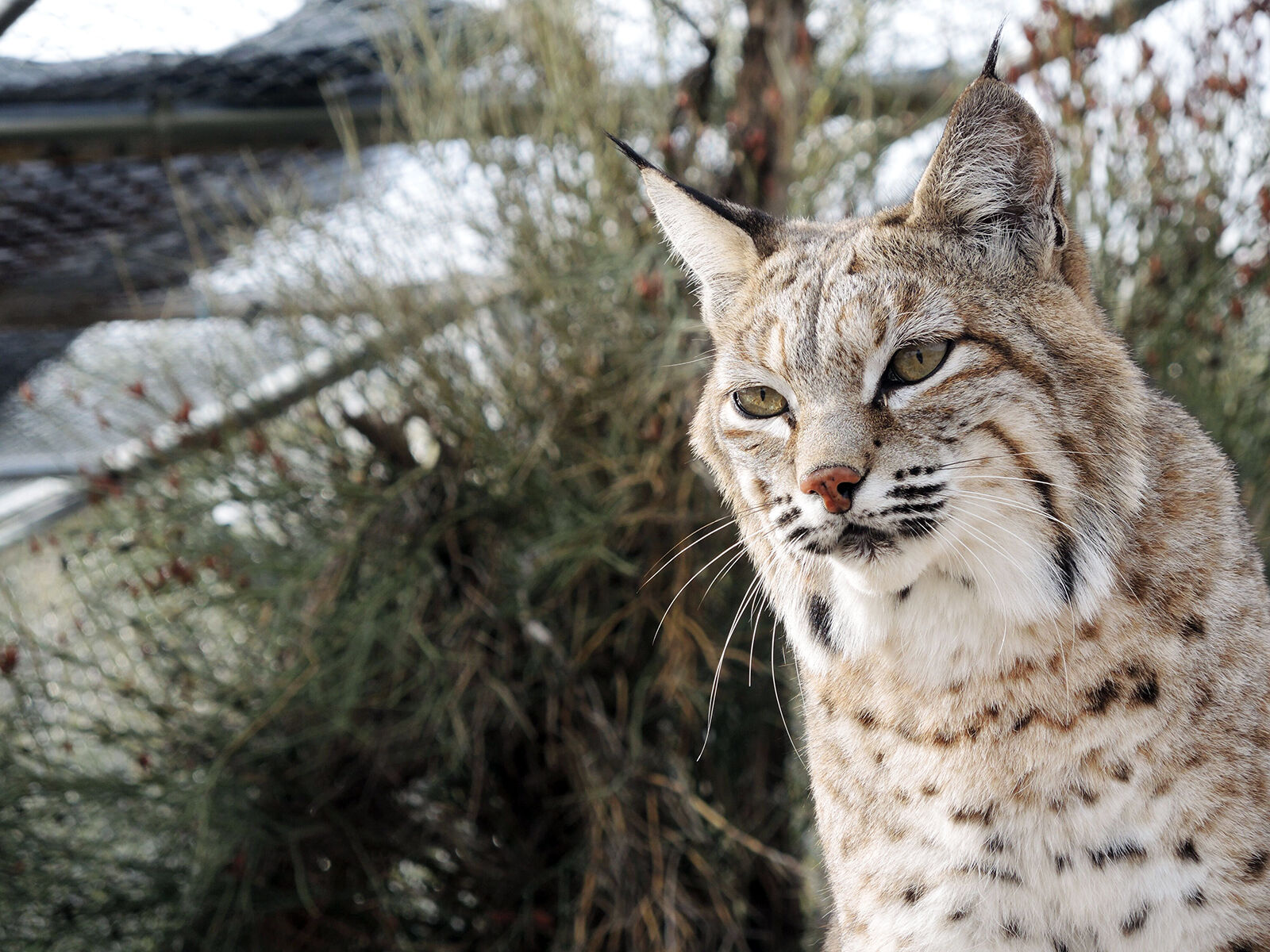 SWWildlife_bobcat-r